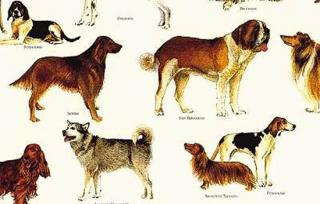 Papier 70X100 Cani - psy