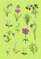 Greetings Card Botanical