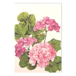 Różowe geranium