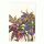 Helleborus blue