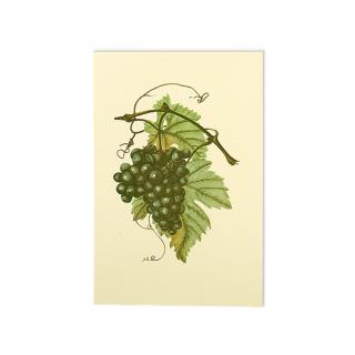 Bilecik ciemne winogrona