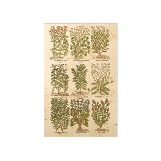 Bilecik rośliny z napisami