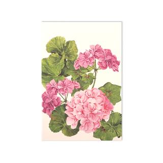 Bilecik różowe geranium